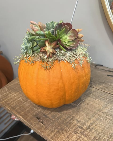 11/06/25 Succulent Pumpkin Workshop at Ashman's Cozy Nest 6pm