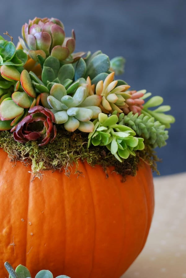 09/24/25 Succulent Pumpkin Workshop  6pm