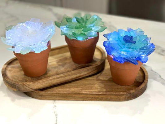 Sea Glass Succulents Take Home Kits