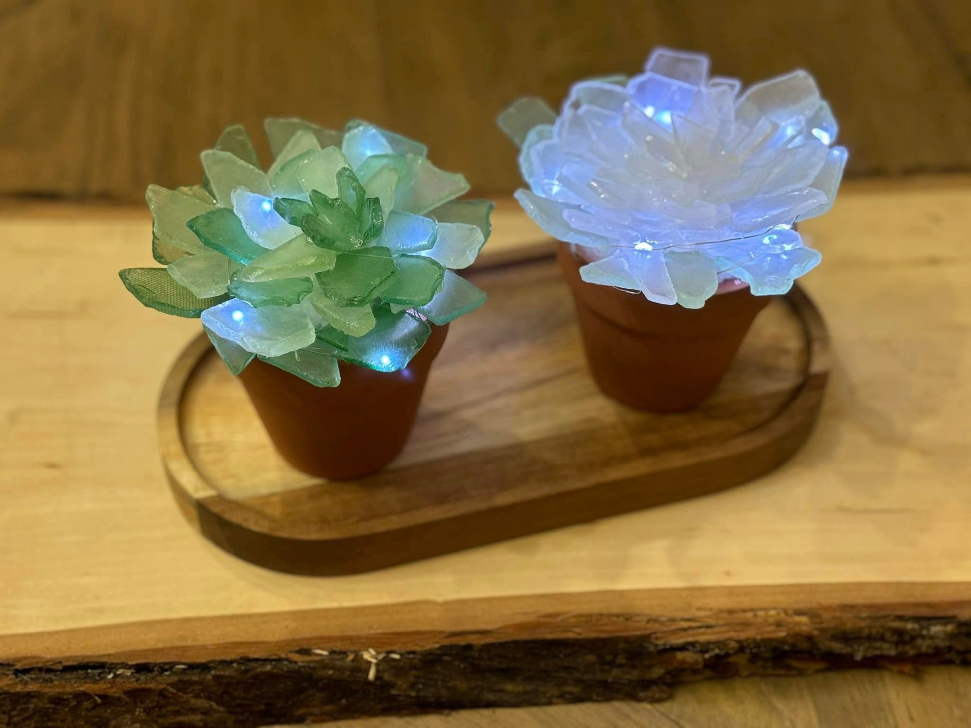 sea succulents Sea Glass Succulents Take Home Kits
