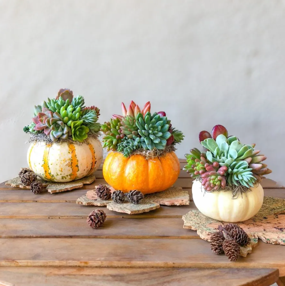 09/24/25 Succulent Pumpkin Workshop  6pm