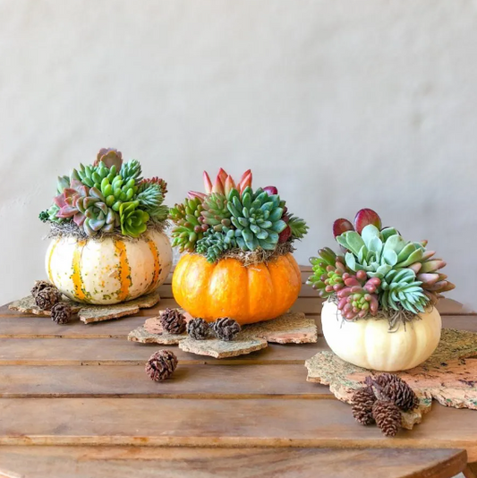 11/02/24 Succulent Pumpkin Workshop  10am